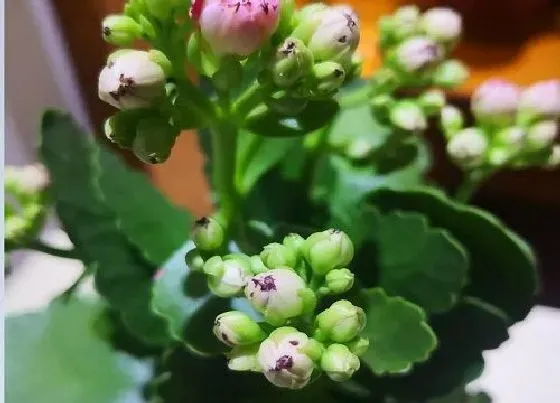 植物常识问题|冬天长寿花要怎么养护更好更多的开放花朵
