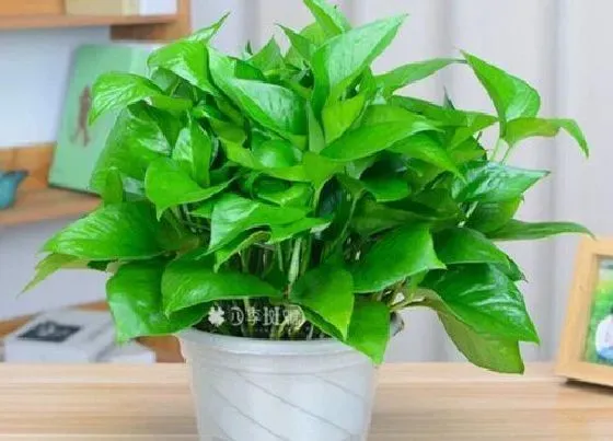 植物常识问题|十大网红绿植 今年最流行最受欢迎的绿植排行