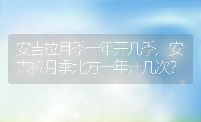 安吉拉月季一年开几季,安吉拉月季北方一年开几次？ | 养殖常见问题