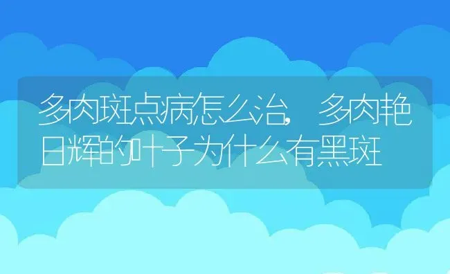 多肉斑点病怎么治,多肉艳日辉的叶子为什么有黑斑 | 养殖常见问题