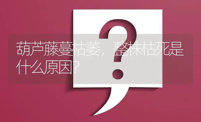 葫芦藤蔓枯萎,整株枯死是什么原因? | 养殖问题解答