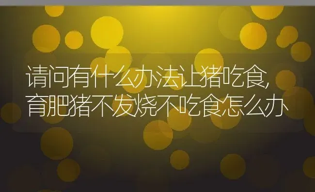 请问有什么办法让猪吃食,育肥猪不发烧不吃食怎么办 | 养殖常见问题