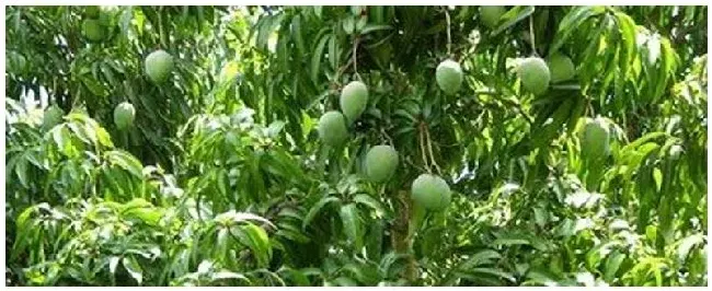 种植芒果要注意事项 | 三农答疑