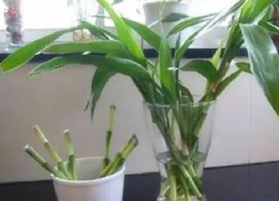 植物常识问题|室内如何养富贵竹植株长得枝繁叶茂