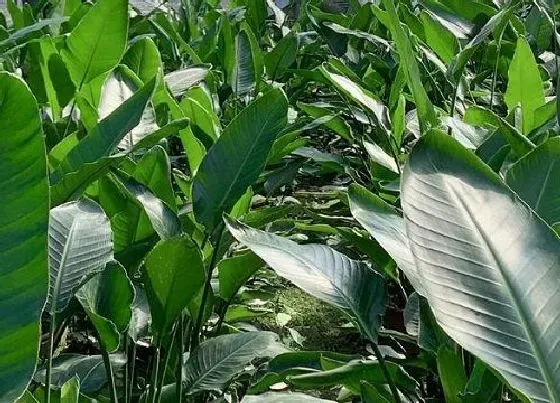 植物常识问题|如何区分鹤望兰的真假