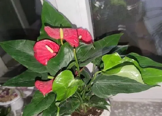 植物常识问题|红掌怎么养殖叶子油绿猛开花