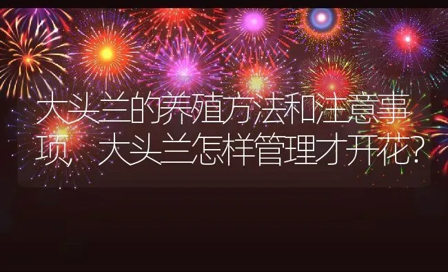 大头兰的养殖方法和注意事项,大头兰怎样管理才开花？ | 养殖常见问题