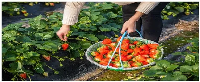 草莓上的籽能种植吗 | 农业问题