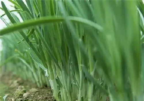 植物常识问题|韭菜割掉后能用草木灰盖上吗（种韭菜为什么撒草木灰）