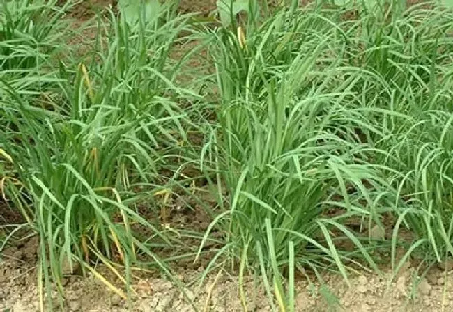 植物常识问题|韭菜黄叶是什么原因引起的（韭菜枯萎黄叶防治措施）