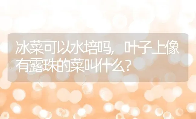 冰菜可以水培吗,叶子上像有露珠的菜叫什么？ | 养殖常见问题