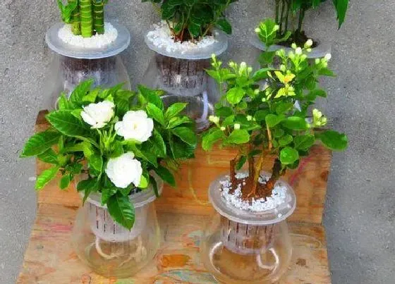 植物常识问题|茉莉花怎么养爆花