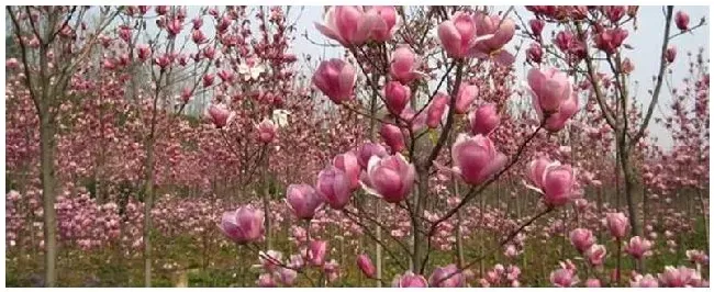 紫玉兰种植注意事项 | 农业常识