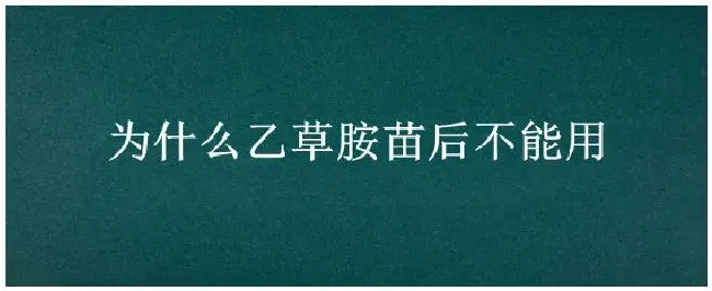 为什么乙草胺苗后不能用 | 农业问题