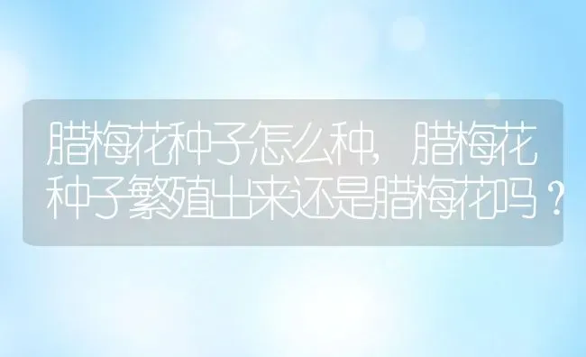 腊梅花种子怎么种,腊梅花种子繁殖出来还是腊梅花吗？ | 养殖常见问题