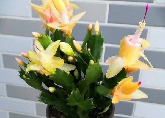 植物常识问题|蟹爪兰如何养护越夏轻松