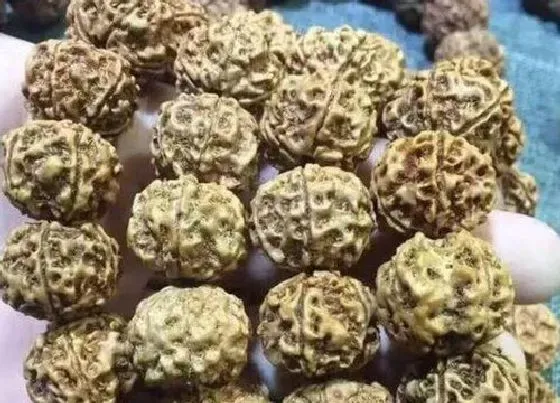 植物常识问题|金刚菩提五瓣好还是六瓣好 菩提5瓣和6瓣有什么分别