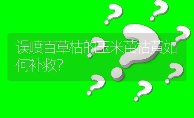 误喷百草枯的玉米苗枯黄如何补救? | 养殖问题解答