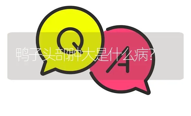 鸭子头部肿大是什么病? | 养殖问题解答
