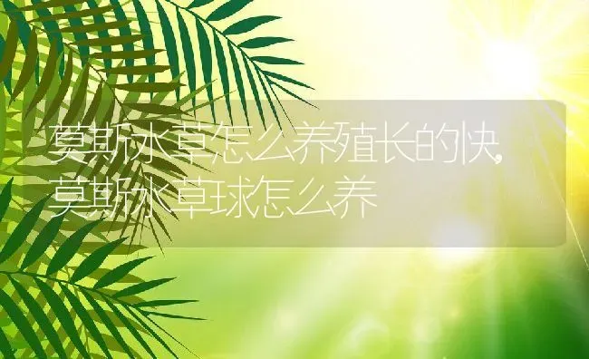 莫斯水草怎么养殖长的快,莫斯水草球怎么养 | 养殖常见问题