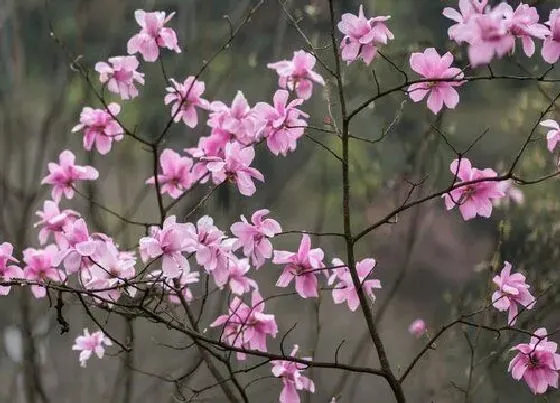 植物常识问题|辛夷花和玉兰花的区别图片