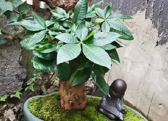 植物常识问题|发财树长新芽需要怎么养护