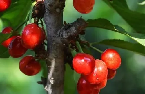 植物常识问题|冬季如何管理樱桃树防寒工作（樱桃树越冬防冻保暖措施）