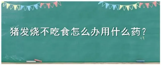 猪发烧不吃食怎么办用什么药 | 三农答疑