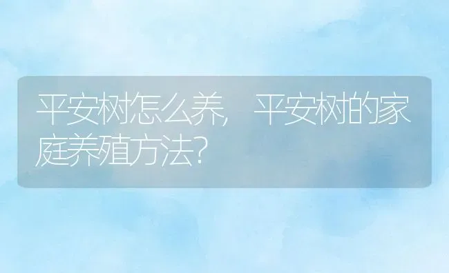 平安树怎么养,平安树的家庭养殖方法？ | 养殖常见问题