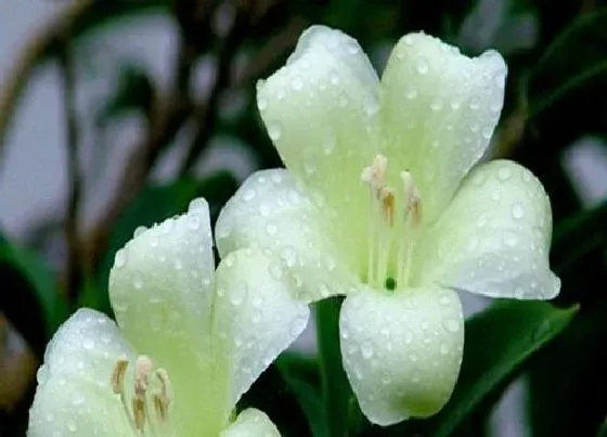 植物常识问题|茉莉开花大爆盆后如何修剪