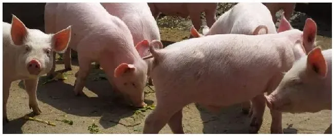 一头公猪能连续配三头母猪吗 | 农业常识