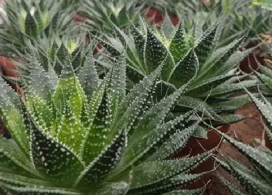 植物常识问题|芦荟长出很多侧芽怎么分盆（生出好多侧芽需要摘掉吗）
