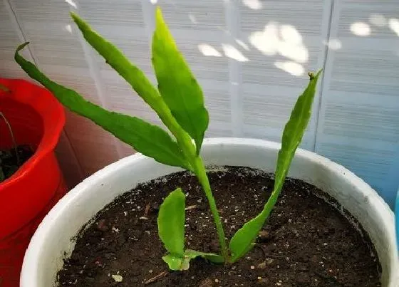 植物常识问题|昙花为什么不开花只长叶子 昙花不开花是什么原因