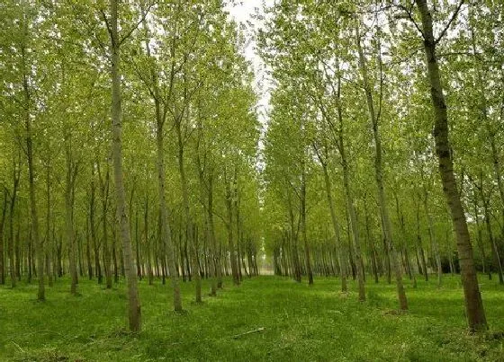 植物常识问题|杨树长什么样子图片