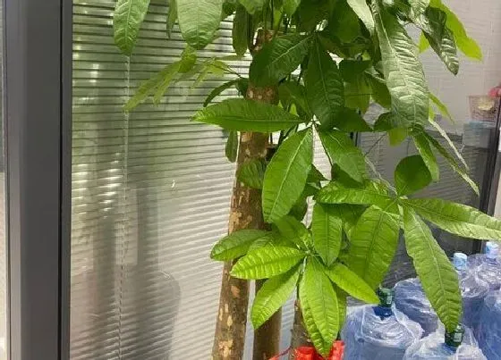植物常识问题|发财树长新芽需要怎么养护