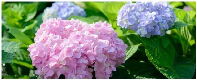 种植绣球花注意事项 | 科普知识