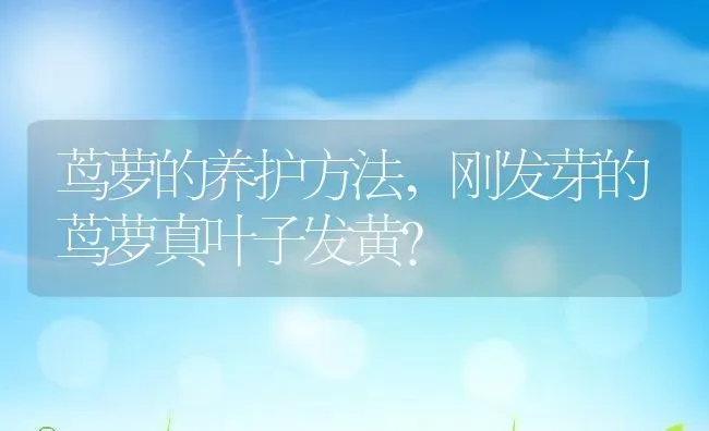 茑萝的养护方法,刚发芽的茑萝真叶子发黄？ | 养殖常见问题