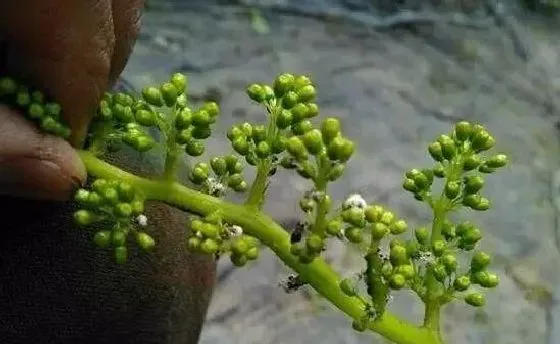 植物常识问题|葡萄树什么时候开花（葡萄树开花期间怎么管理结果）