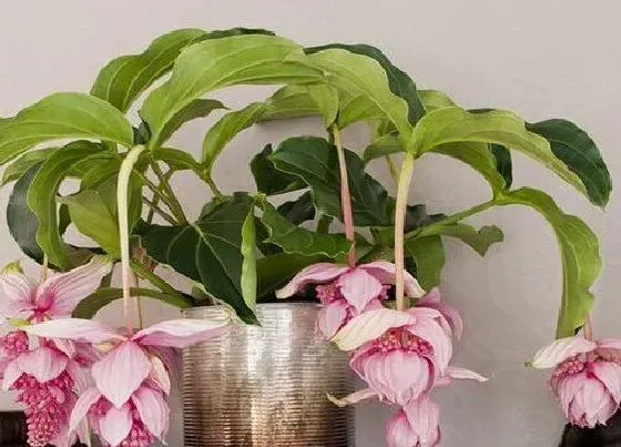 植物常识问题|如何养护宝莲灯避免黄叶