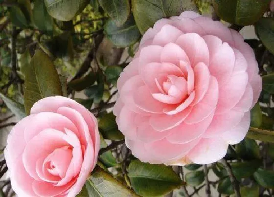植物常识问题|茶花如何施肥更轻松