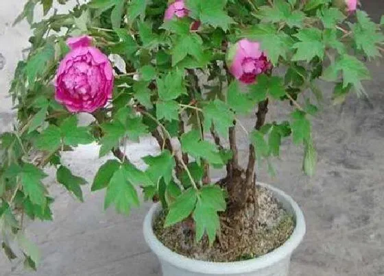 植物常识问题|夏季芍药开花无光泽要如何拯救养护呢