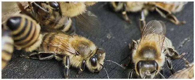 怎样确保蜂群安全越冬？ | 生活常识