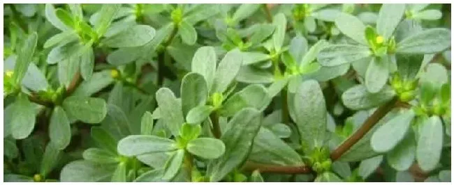 马生菜花什么时候浇水 | 农业答疑