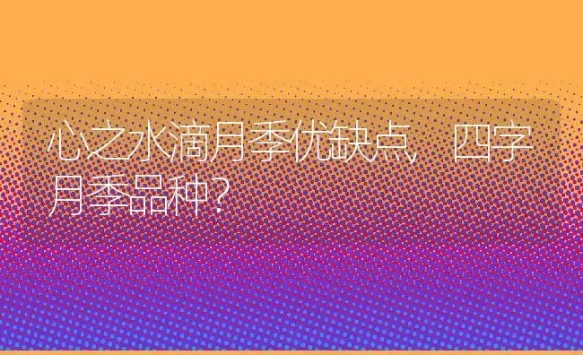 心之水滴月季优缺点,四字月季品种？ | 养殖常见问题