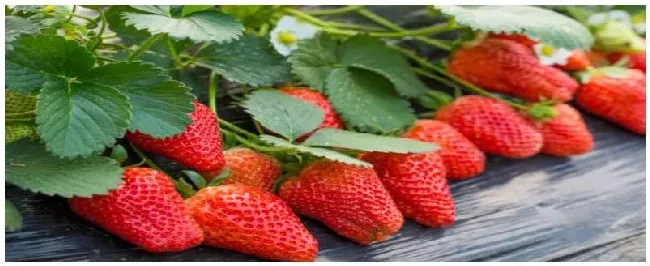 草莓家庭种植注意事项 | 三农答疑