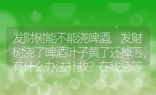 发财树能不能浇啤酒,发财树浇了啤酒叶子黄了还掉落，有什么办法补救？在线急等 | 养殖常见问题