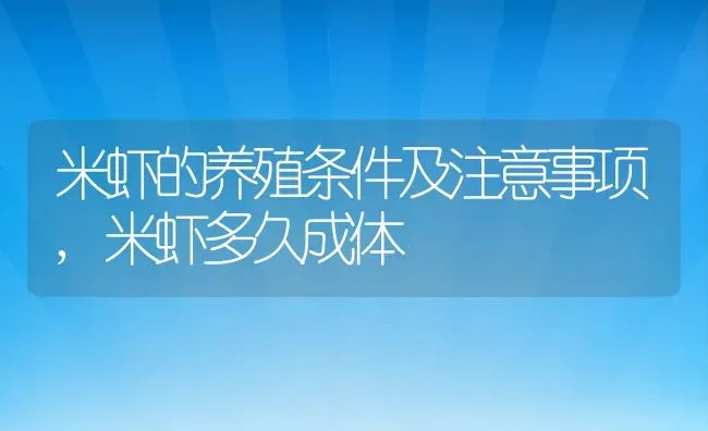 米虾的养殖条件及注意事项,米虾多久成体 | 养殖常见问题