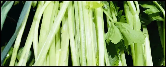 夏芹菜种植绝招 | 三农答疑