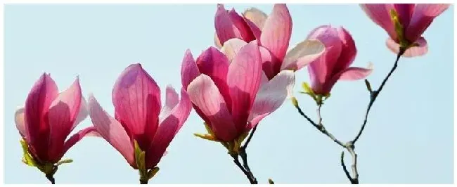 介绍玉兰花的特点 | 农业常识