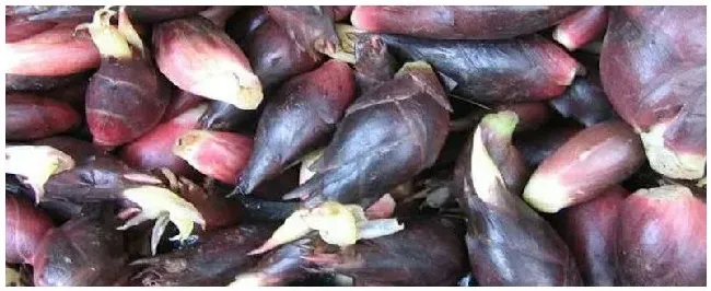 阳荷姜为什么没人种植 | 农业问题